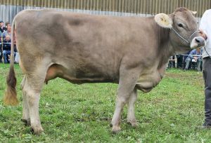 151009ViehschauSarnen 146